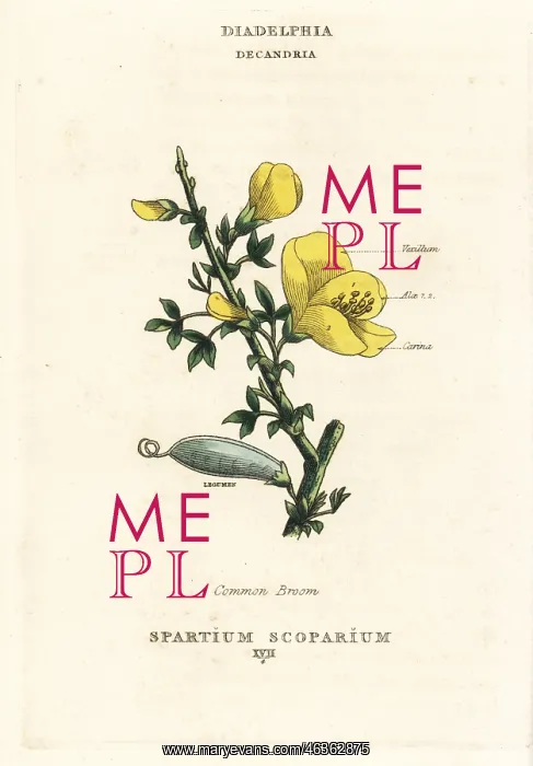 : Common broom, Cytisus scoparius : Common broom, Cytisus scoparius