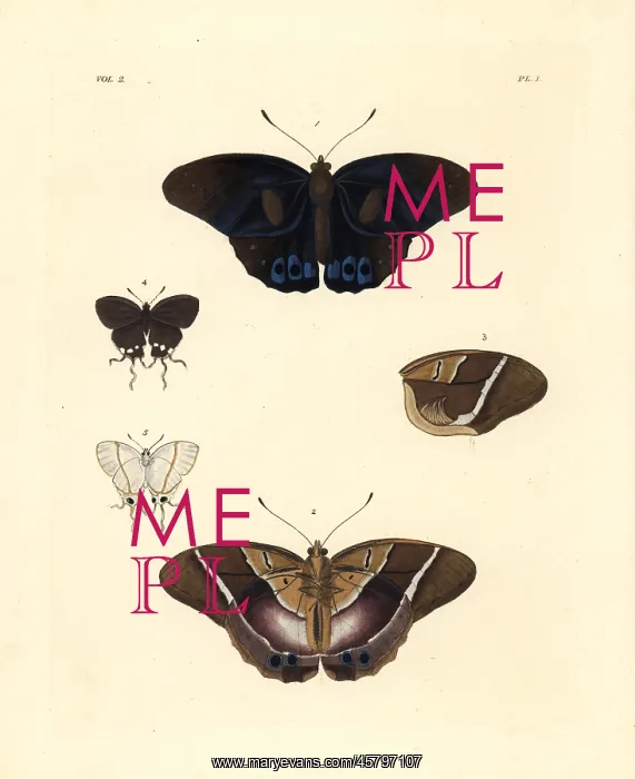 : Common brown morpho and falsehead butterfly : Common brown morpho and falsehead butterfly