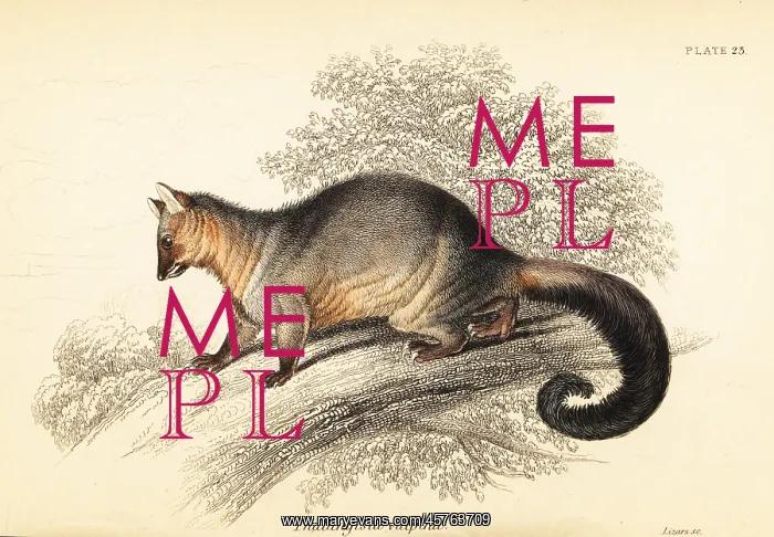 : Common brushtail possum, Trichosurus vulpecula : Common brushtail possum, Trichosurus vulpecula