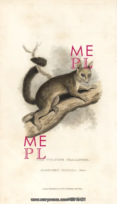 : Common brushtail possum, Trichosurus vulpecula : Common brushtail possum, Trichosurus vulpecula