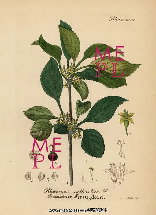 : Common buckthorn or purging buckthorn, Rhamnus cathartica : Common buckthorn or purging buckthorn, Rhamnus cathartica