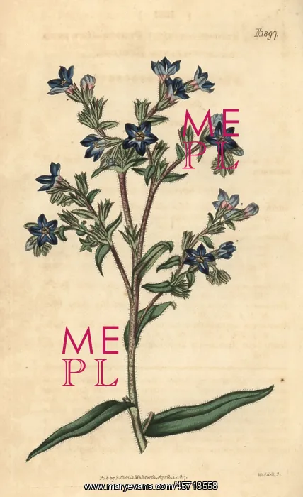 : Common bugloss, Anchusa officinalis : Common bugloss, Anchusa officinalis