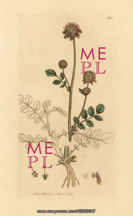 : Common burnet, Sanguisorba minor : Common burnet, Sanguisorba minor