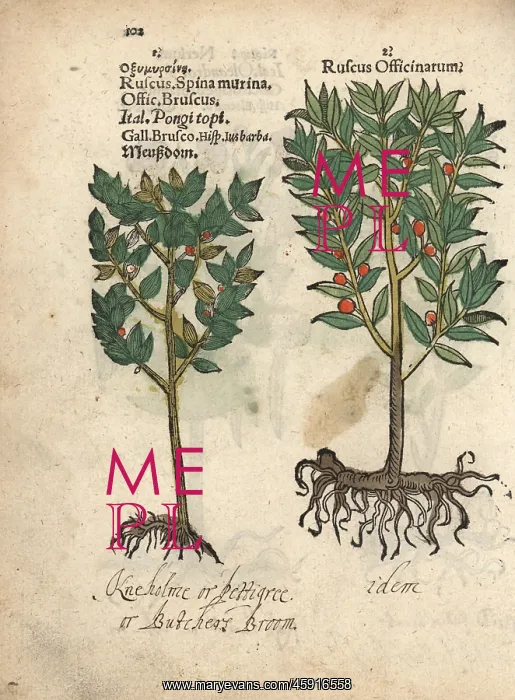 : Common butcher's broom, Ruscus aculeatus : Common butcher's broom, Ruscus aculeatus