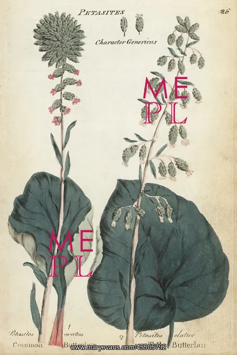 : Common butterbur and tall butterbur : Common butterbur and tall butterbur