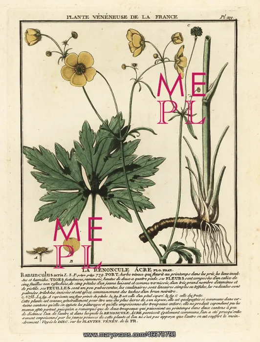 : Common buttercup, Ranunculus acris : Common buttercup, Ranunculus acris