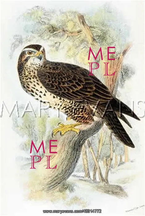 : COMMON BUZZARD : COMMON BUZZARD