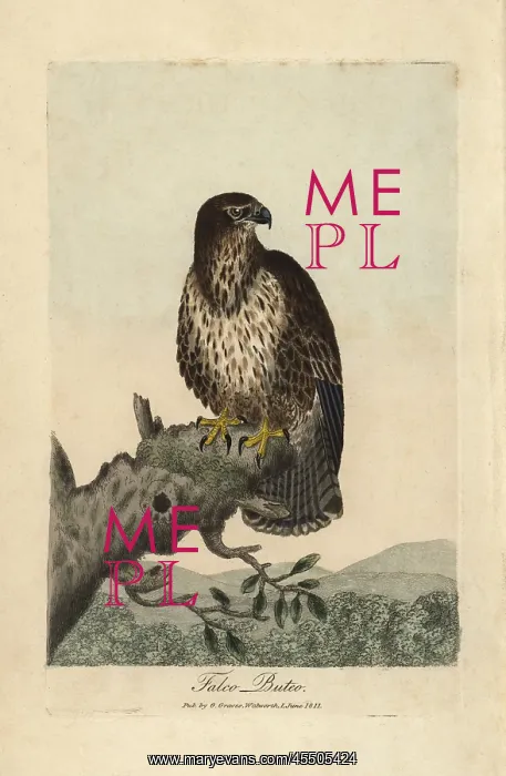 : Common buzzard, Falco buteo, Buteo buteo : Common buzzard, Falco buteo, Buteo buteo