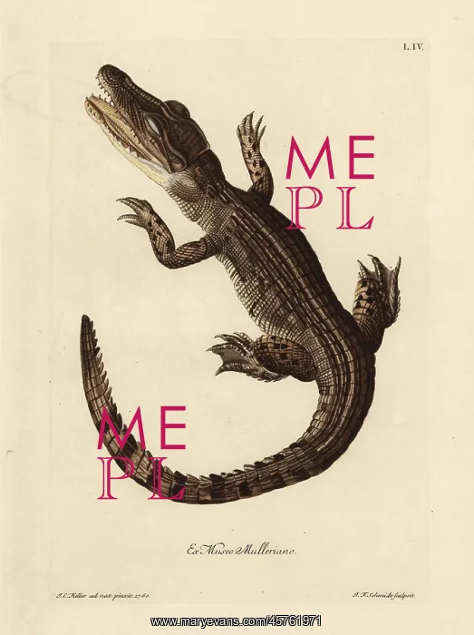 : Common caiman, Caiman crocodilus : Common caiman, Caiman crocodilus