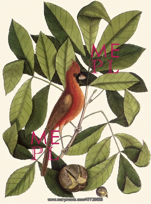  : Common Cardinal, Cardinalis cardinalis
