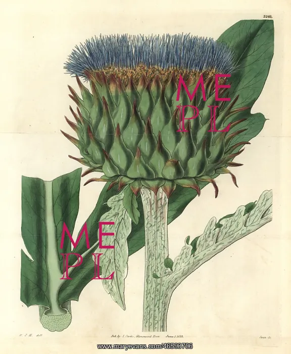 : Common cardoon, Cynara cardunculus var : Common cardoon, Cynara cardunculus var