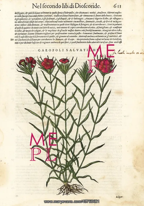 : Common carnation, Dianthus caryophyllus : Common carnation, Dianthus caryophyllus