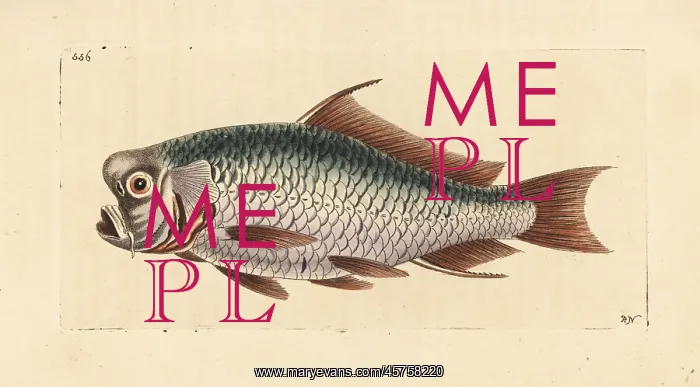  : Common carp, Cyprinus carpio carpio. Vulnerable
