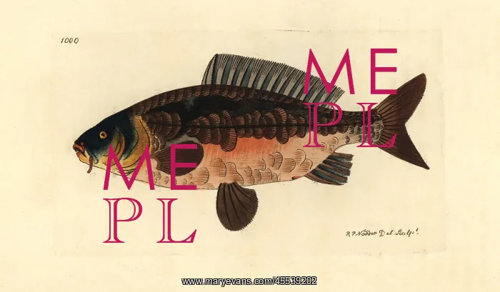 : Common carp, Cyprinus carpio var Vulnerable : Common carp, Cyprinus carpio var Vulnerable