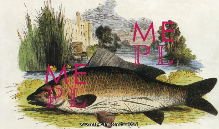  : Common Carp on Ground