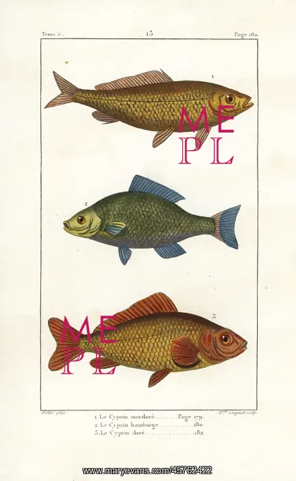 : Common carp (vulnerable), bronze carp and goldfish : Common carp (vulnerable), bronze carp and goldfish