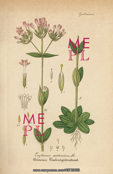 : Common centaury, Centaurium erythraea : Common centaury, Centaurium erythraea