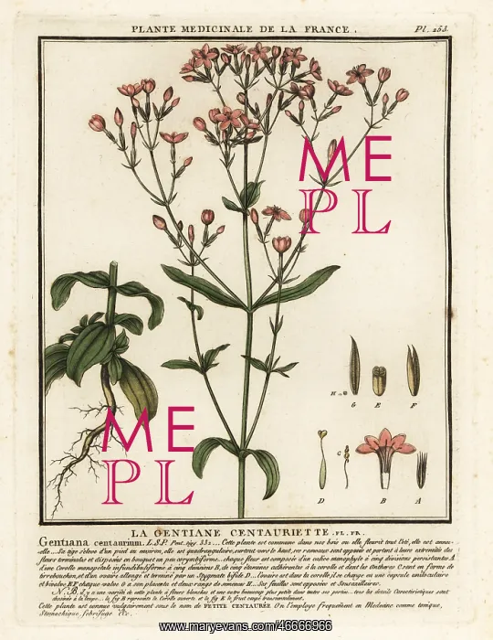 : Common centaury. Centaurium erythraea : Common centaury. Centaurium erythraea