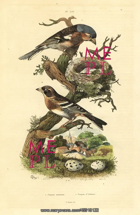 : Common chaffinch and brambling : Common chaffinch and brambling