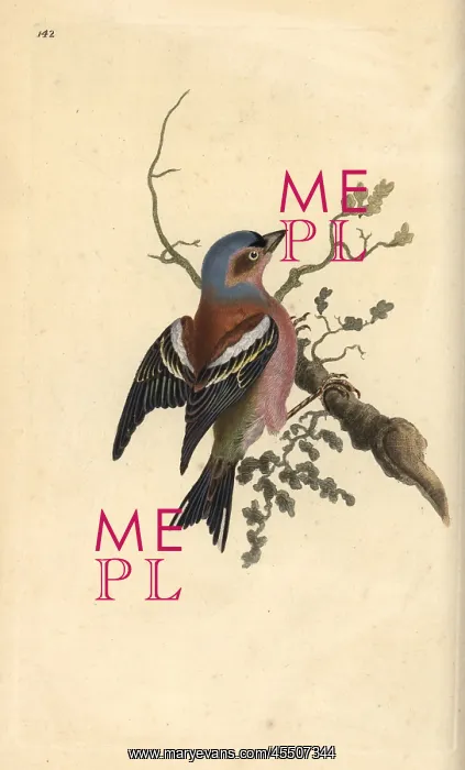 : Common chaffinch, Fringilla coelebs : Common chaffinch, Fringilla coelebs