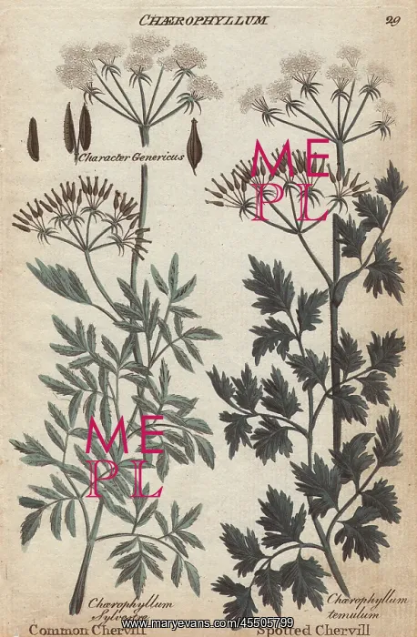 : Common chervil, Chaerophyllum sylvestre, and : Common chervil, Chaerophyllum sylvestre, and