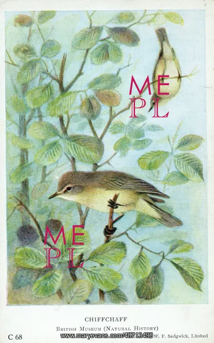 : Common chiffchaff : Common chiffchaff