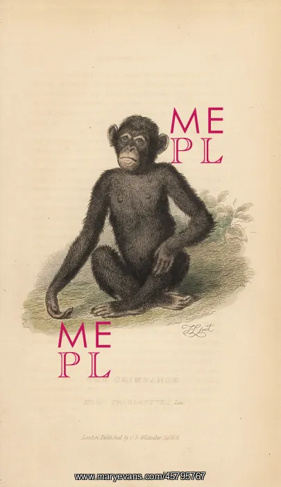 : Common chimpanzee, Pan troglodytes. Endangered : Common chimpanzee, Pan troglodytes. Endangered