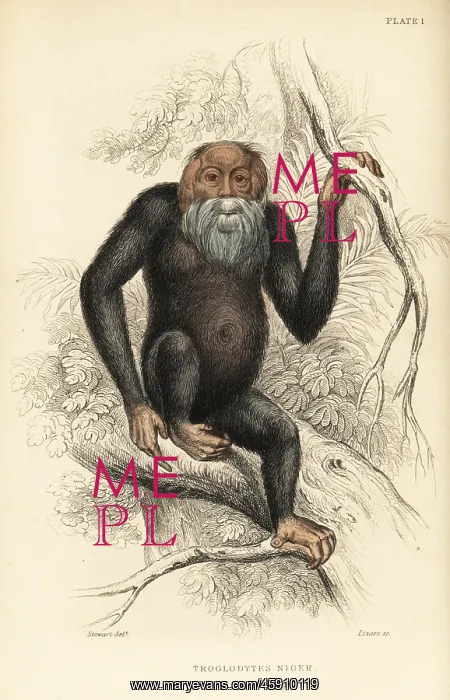 : Common chimpanzee, Pan troglodytes. Endangered : Common chimpanzee, Pan troglodytes. Endangered