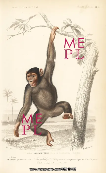 : Common chimpanzee, Pan troglodytes. Endangered : Common chimpanzee, Pan troglodytes. Endangered