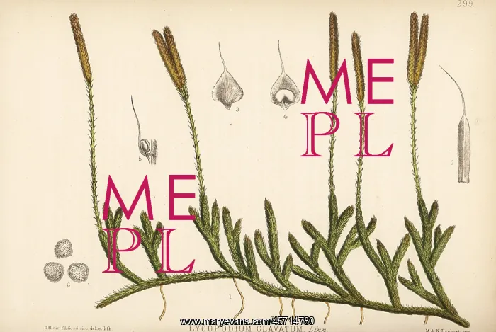 : Common club-moss, Lycopodium clavatum : Common club-moss, Lycopodium clavatum