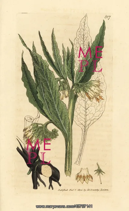 : Common comfrey, Symphytum officinale : Common comfrey, Symphytum officinale