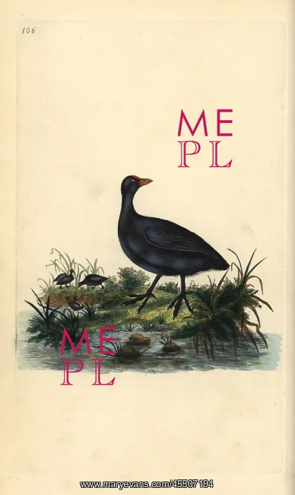 : Common coot, Fulica atra : Common coot, Fulica atra