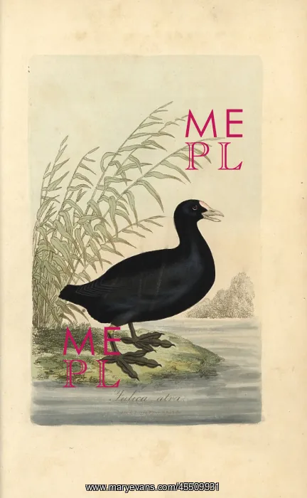 : Common coot, Fulica atra : Common coot, Fulica atra