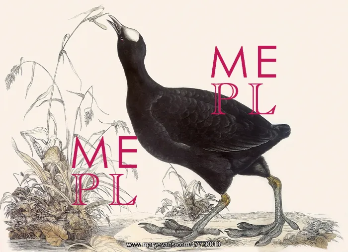  : Common Coot, Fulica atra