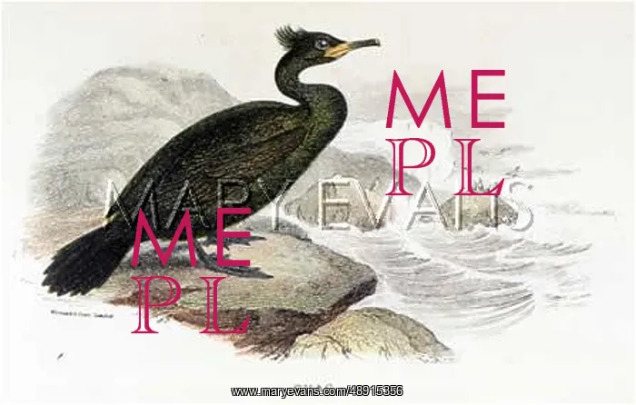  : COMMON CORMORANT