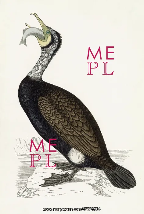 : COMMON CORMORANT (MORRIS : COMMON CORMORANT (MORRIS