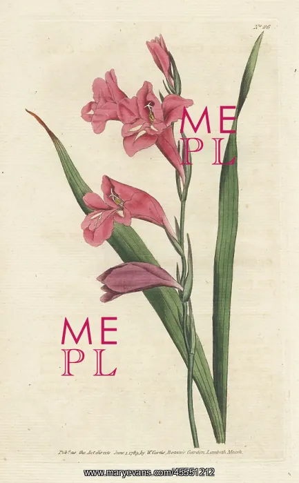 : Common corn flag, Gladiolus communis : Common corn flag, Gladiolus communis