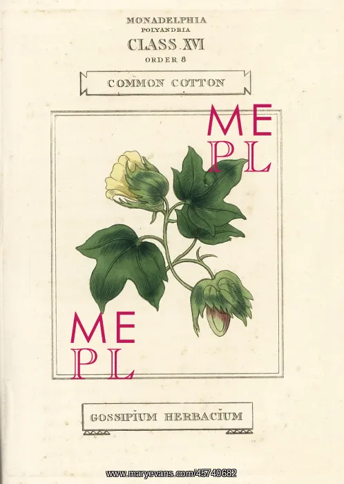  : Common cotton, Gossypium herbaceum