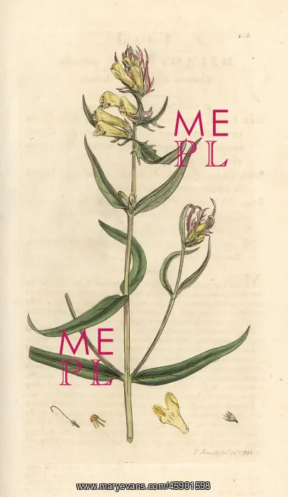 : Common cow-wheat, Melampyrum pratense : Common cow-wheat, Melampyrum pratense