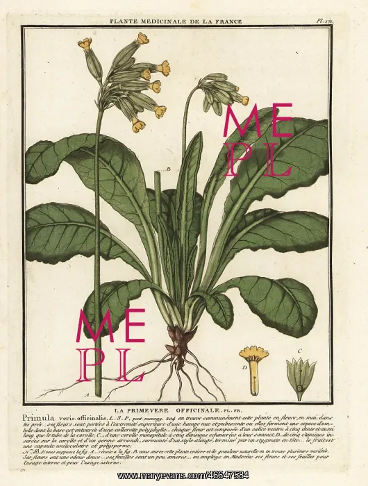  : Common cowslip or cowslip primrose, Primula veris