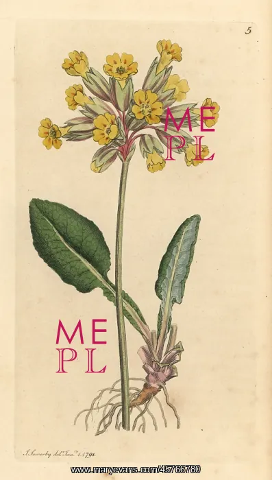: Common cowslip, Primula veris : Common cowslip, Primula veris