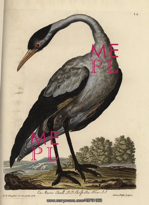 : Common crane, Grus grus (Grus nostra) : Common crane, Grus grus (Grus nostra)