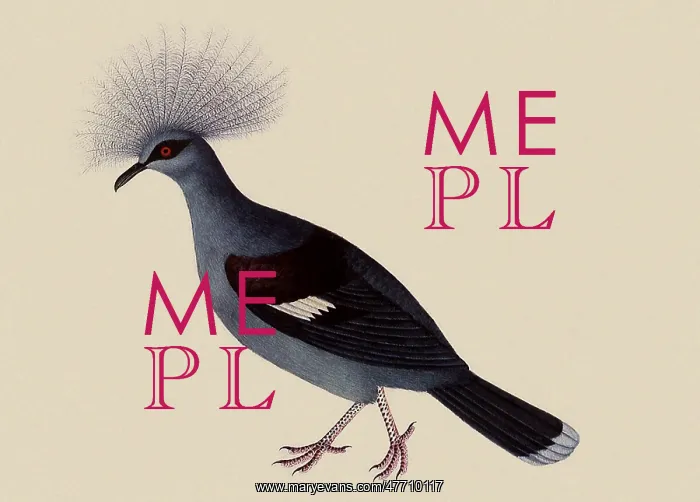  : Common Crested Pigeon