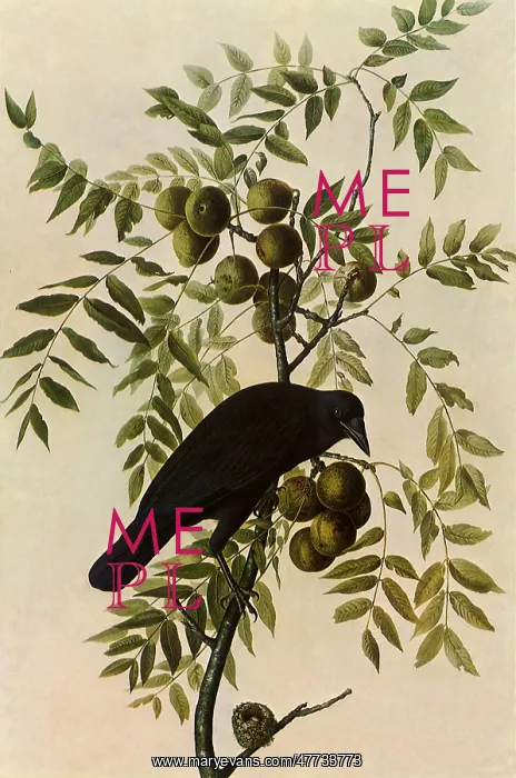 : Common Crow : Common Crow
