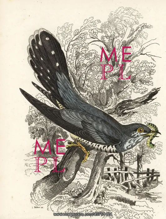 : Common cuckoo, Cuculus canorus : Common cuckoo, Cuculus canorus