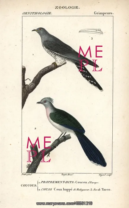 : Common cuckoo, Cuculus canorus, and crested : Common cuckoo, Cuculus canorus, and crested
