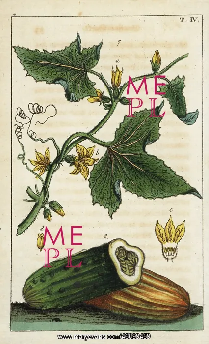: Common cucumber, Cucumis sativus : Common cucumber, Cucumis sativus