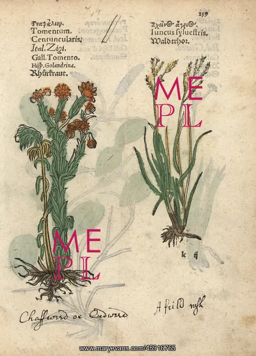 : Common cudweed, Filago vulgaris, and rush : Common cudweed, Filago vulgaris, and rush