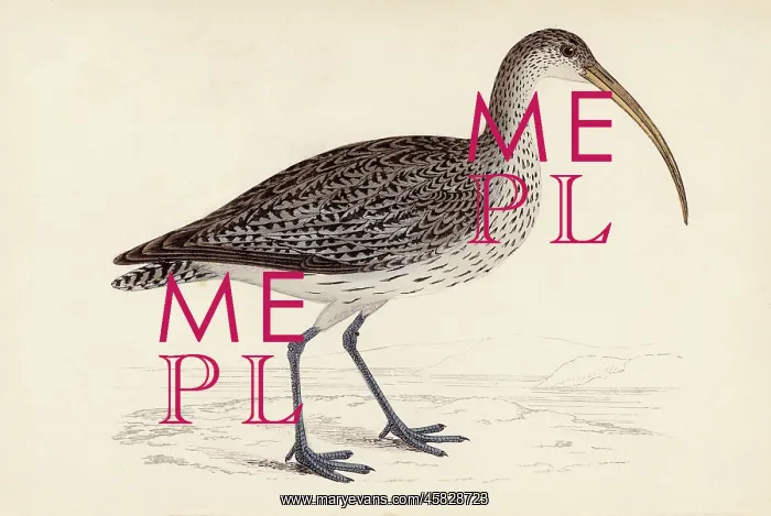  : COMMON CURLEW (MORRIS)
