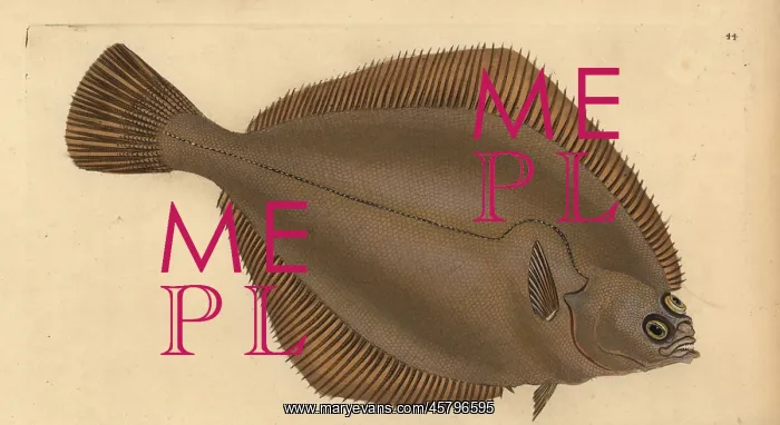 : Common dab, Limanda limanda : Common dab, Limanda limanda